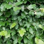 Grøn bøgehæk - Fagus sylvatica 100/125 cm