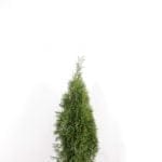 Thuja Smaragd i potte 80/100 cm