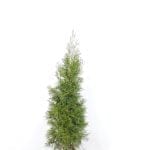 Thuja Smaragd i potte 100/120 cm