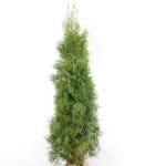Thuja Smaragd i potte 160/180 cm
