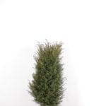 Taxus Baccata i potte 100/120 cm