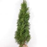 Thuja Smaragd i potte 180/200 cm