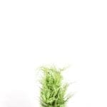 Gul californisk cypres 60/80 cm