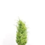Gul californisk cypres 80/100 cm