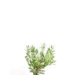 Laurel Caucasica 60/80 cm
