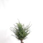 Taxus Baccata i potte 60/80 cm