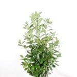 Laurel Rotundifolia i potte 125/150 cm