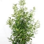 Laurbær rotundifolia i potte 150/175 cm