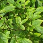 Avnbøg - Carpinus Betulus i potte 150/175 cm