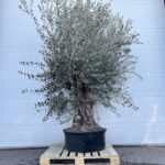 Oliventræ - Olea Europaea 230/250 cm Stilktykkelse 70 cm
